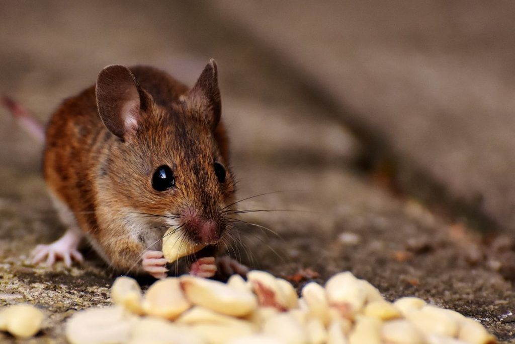 Eliminate Rodents