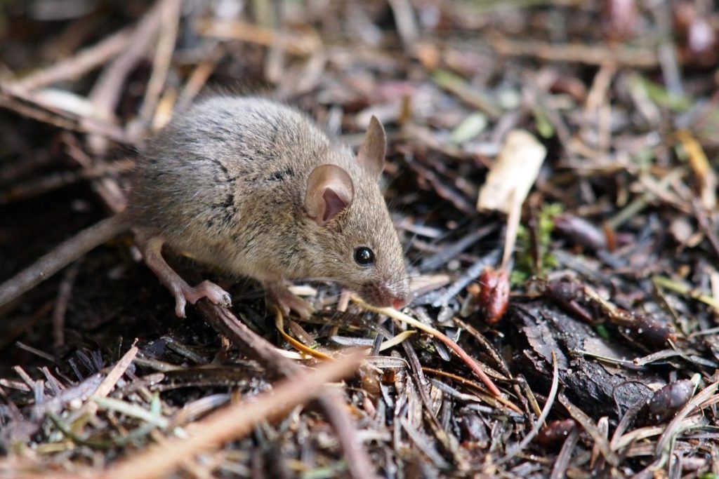 Ratón