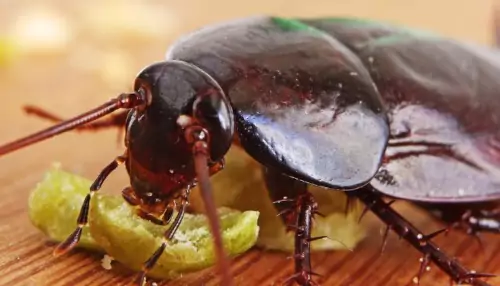 empresa de control de plagas, cucaracha negra