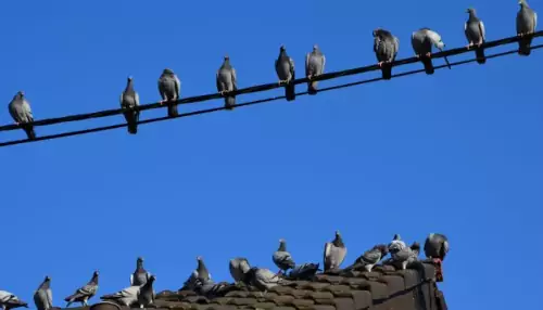 plaga de palomas, empresa de control de plagas