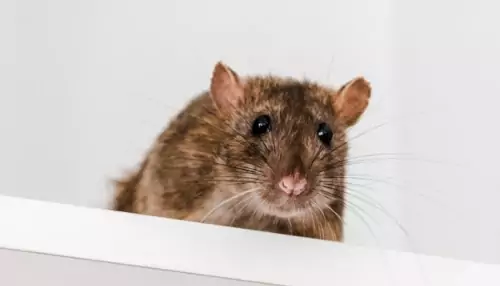 control de plagas, plagas de ratas